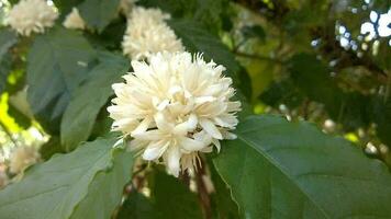 robusta kaffe blommor blomma på träd, med grön löv. vit blomma kronblad på naturlig bakgrund, och kaffe träd organisk odla. thailand. video