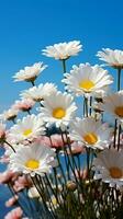 Aerial view row of white chamomile daisies against pastel blue sky Vertical Mobile Wallpaper AI Generated photo