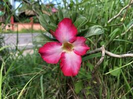 The beautiful flowers photo