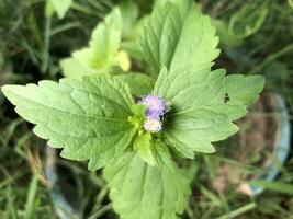 The beautiful flowers photo