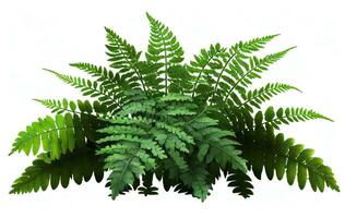 Green leaves of tropical ferns isolated on white background, created with generative AI photo