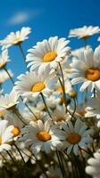 Overhead perspective row of white chamomile daisies, pastel blue sky Vertical Mobile Wallpaper AI Generated photo
