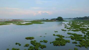 River flowing in green environment, Water hyacinths floating on the river, people living in the village on the river, drone footage of the Island floating on the river video