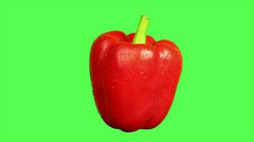 Red bell pepper video
