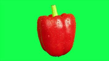 Green screen, bell pepper, closeup of red bell pepper on green screen video