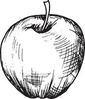 manzana en gráficos, mano dibujo vector