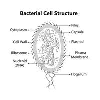 Bacterial cell anatomy labeling structures on a bacillus cell with nucleoid DNA and ribosomes. External structures include the capsule, pili, and flagellum. vector