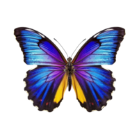 coloré papillon isolé sur transparent arrière-plan, établi avec génératif ai png