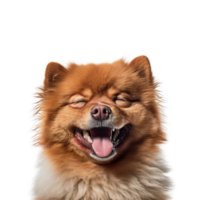 contento perro aislado en transparente fondo, creado con generativo ai png