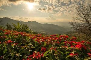 el flor de pascua o Navidad flores crecimiento en el colinas en chiang rai provincia de tailandia foto