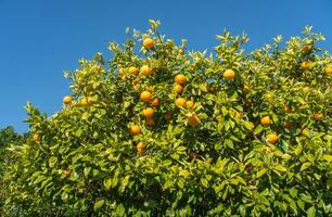 Cropped shot view of New Zealand grapefruit on grapefruit tree. photo