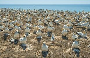 The Australian gannet birds colony at Cape Kidnappers in Hawke's Bay region of New Zealand. photo