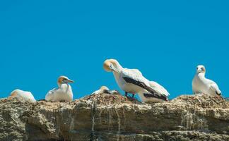 The Australian gannet birds colony at Cape Kidnappers in Hawke's Bay region of New Zealand. photo