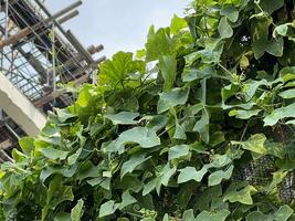 verde hojas de un planta cerca industria sitio foto