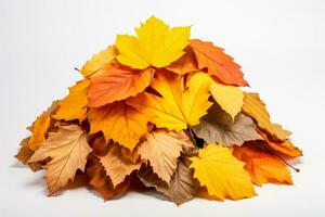 Autumn leaves heap on white background isolated and pure photo