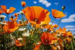 Orange California Poppy and Grasshopper Vibrant wildflower meets lively insect in Californias Orange County photo