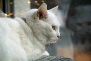 blanco gato mirando mediante el ventana foto