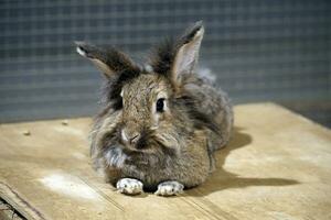 Single Short-Haired Brown Rabbit Laying on a Ground photo