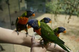 Four Parrots Sitting on Hand and Eating photo