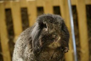Single Short-Haired Brown Rabbit - Close-up on Head photo