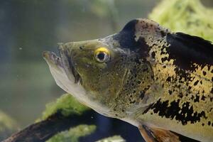 Single Grey Fish With Yellow Eyes Swimming photo