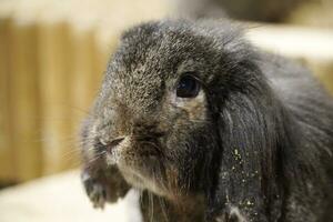 Single Short-Haired Brown Rabbit - Close-up on Hair photo