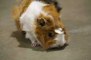 Ginger and White Guinea Pig Walking on a Ground photo