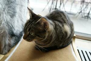 Single Spotted Brown Cat Laying photo