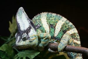 Green Cameleon Sitting on a Branch photo