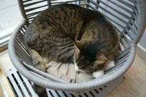 manchado marrón gato dormido en redondo cesta foto