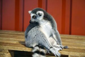 Single White and Grey Lemur Sitting photo