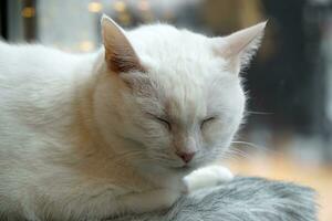 soltero blanco gato con cerrado ojos foto