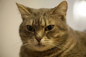 Single Brown Cat Looking at Camera photo