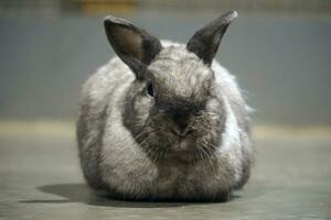 Single White and Brown Rabbit photo