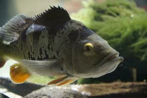 Single Grey Fish With Yellow Eyes Swimming photo