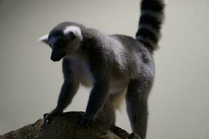 Single Grey and White Lemur Walking photo