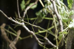 Single Green Stick Insect in Terrarium photo