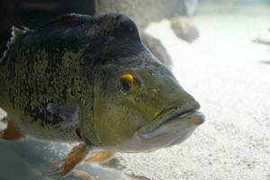 Single Grey Fish With Yellow Eyes Swimming photo