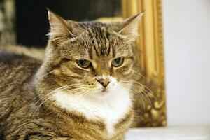 Young, Spotted White and Brown Cat Looking at Camera photo