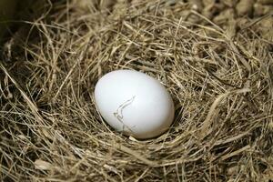 One Chicken Egg Laying on Hay photo