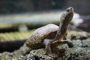 Single Turtle Walking on Rocks, Defocused Background photo