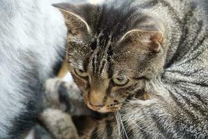 gris y marrón manchado gato tendido en un suelo foto