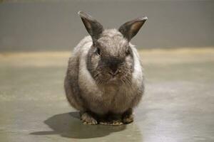 Single White and Brown Rabbit photo