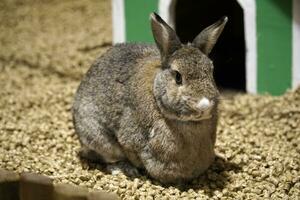 Sitting Short-Haired Brown Rabbit photo