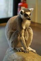 Single Lemur Sitting on Wooden Log photo