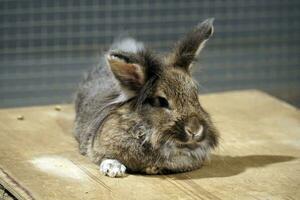 Single Short-Haired Brown Rabbit photo