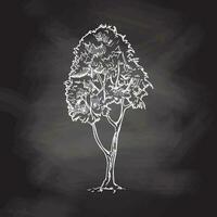 Hand-drawn sketch of tree on chalkboard background. Eco concept. Doodle vector illustration.