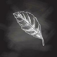 Hand-drawn sketch of leaf on chalkboard background. Ink pen leaf drawing on white background. Doodle leaf. Vector illustration. Nature and ecology vector concept.