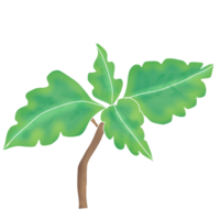 laisser ou feuille avec branche sur main png