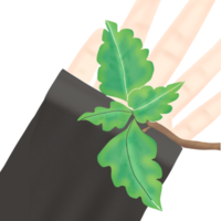 laisser ou feuille avec branche sur main png